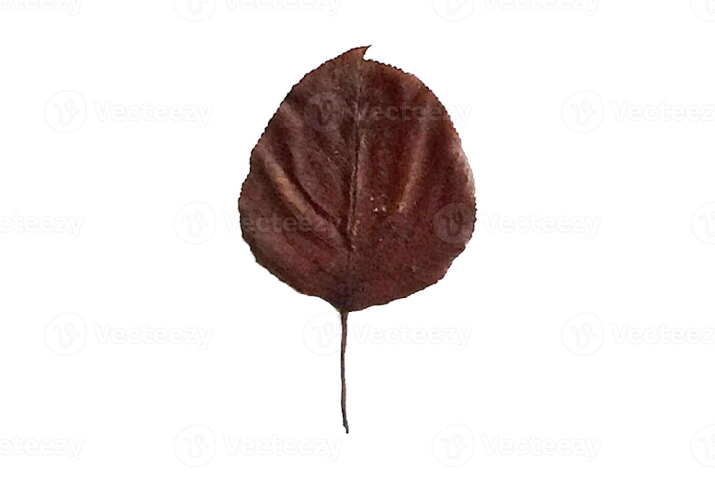 3820 Dried leaves isolated on a transparent background photo