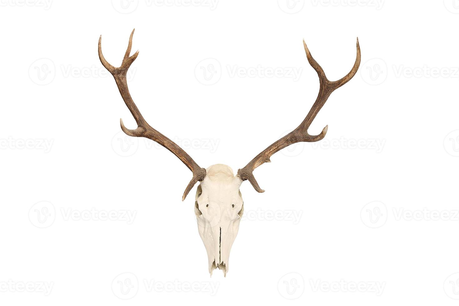 349 Bison skull isolated on a transparent background photo