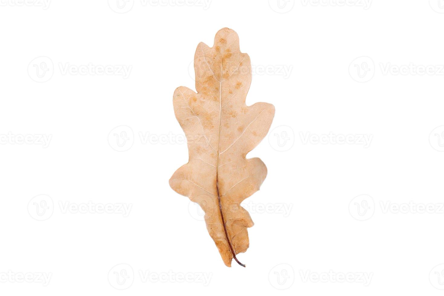 3796 Dried leaf isolated on a transparent background photo