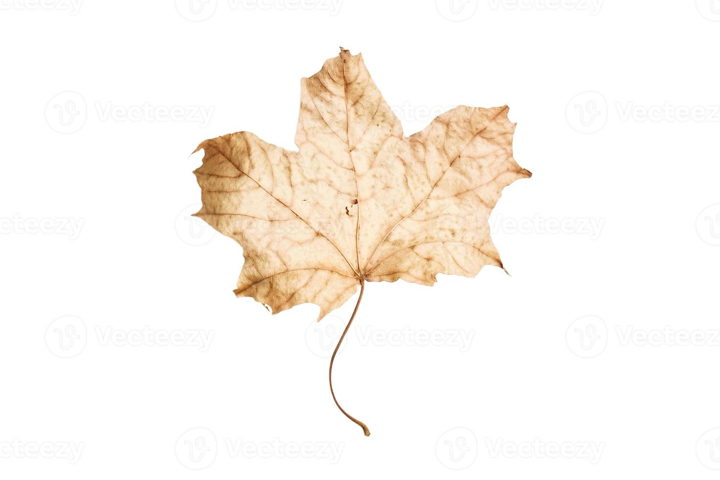 3814 Dried leaves isolated on a transparent background photo