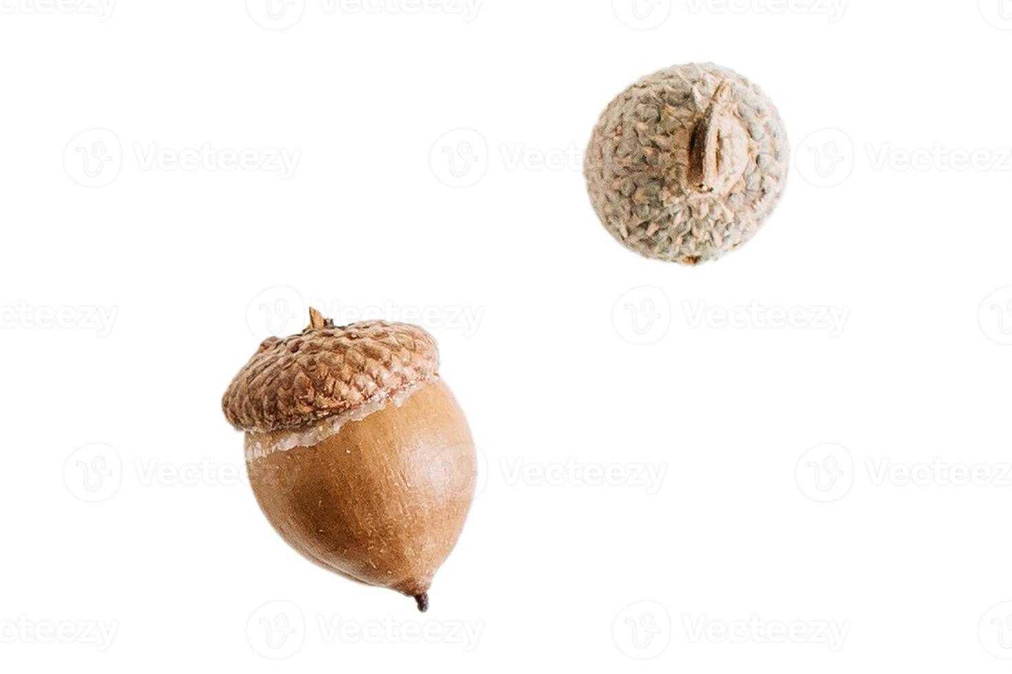 3788 Acorns fruit isolated on a transparent background photo