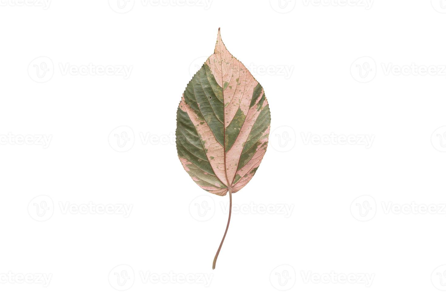 3904 Beige dried leaf isolated on a transparent background photo