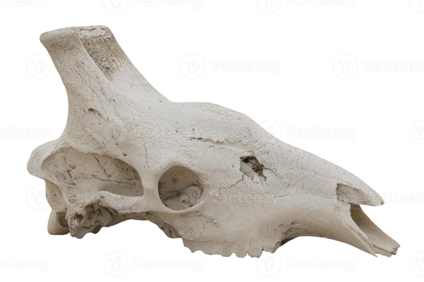 1124 Beige skull isolated on a transparent background photo