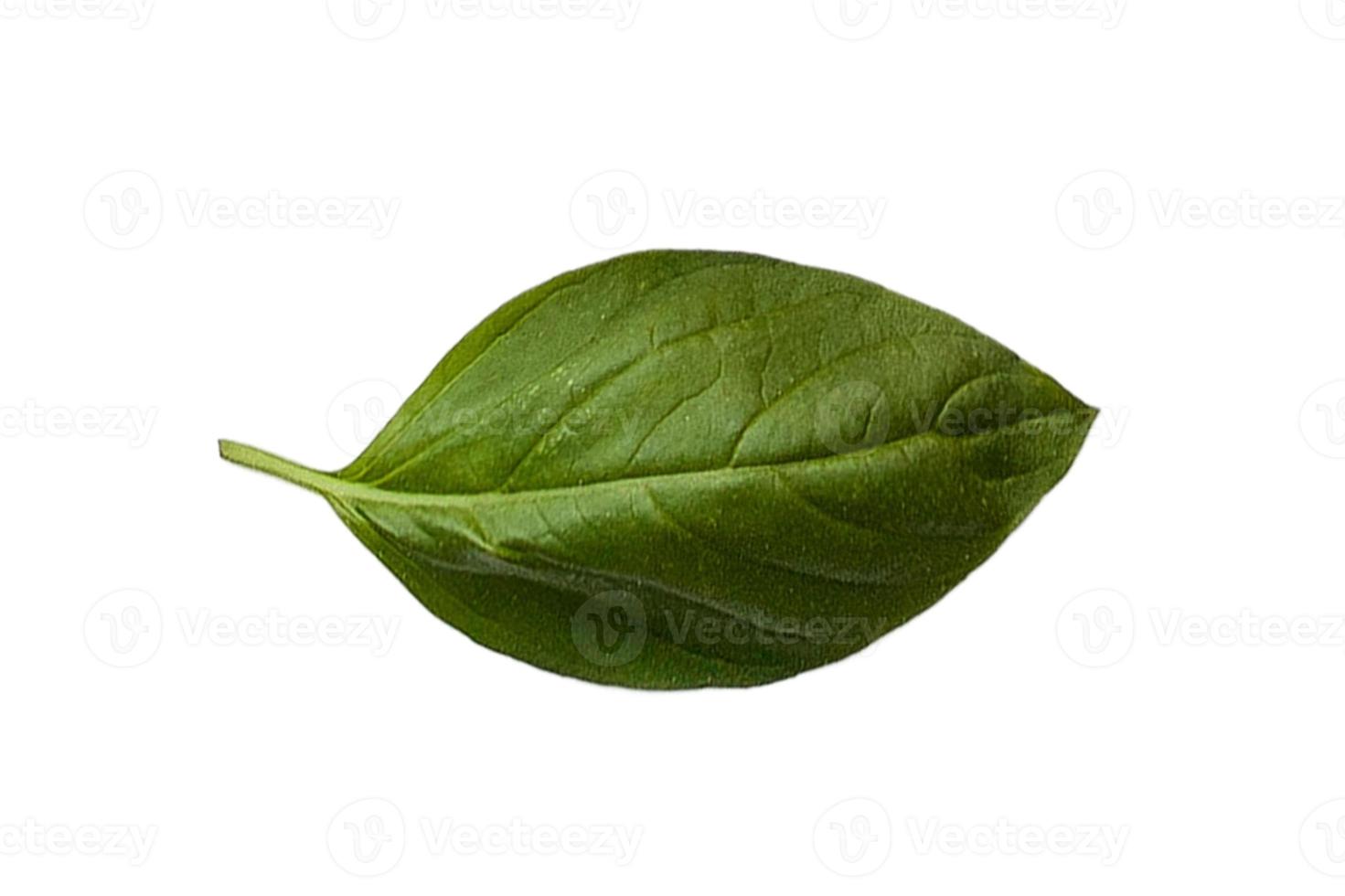 3178 Fresh basil isolated on a transparent background photo