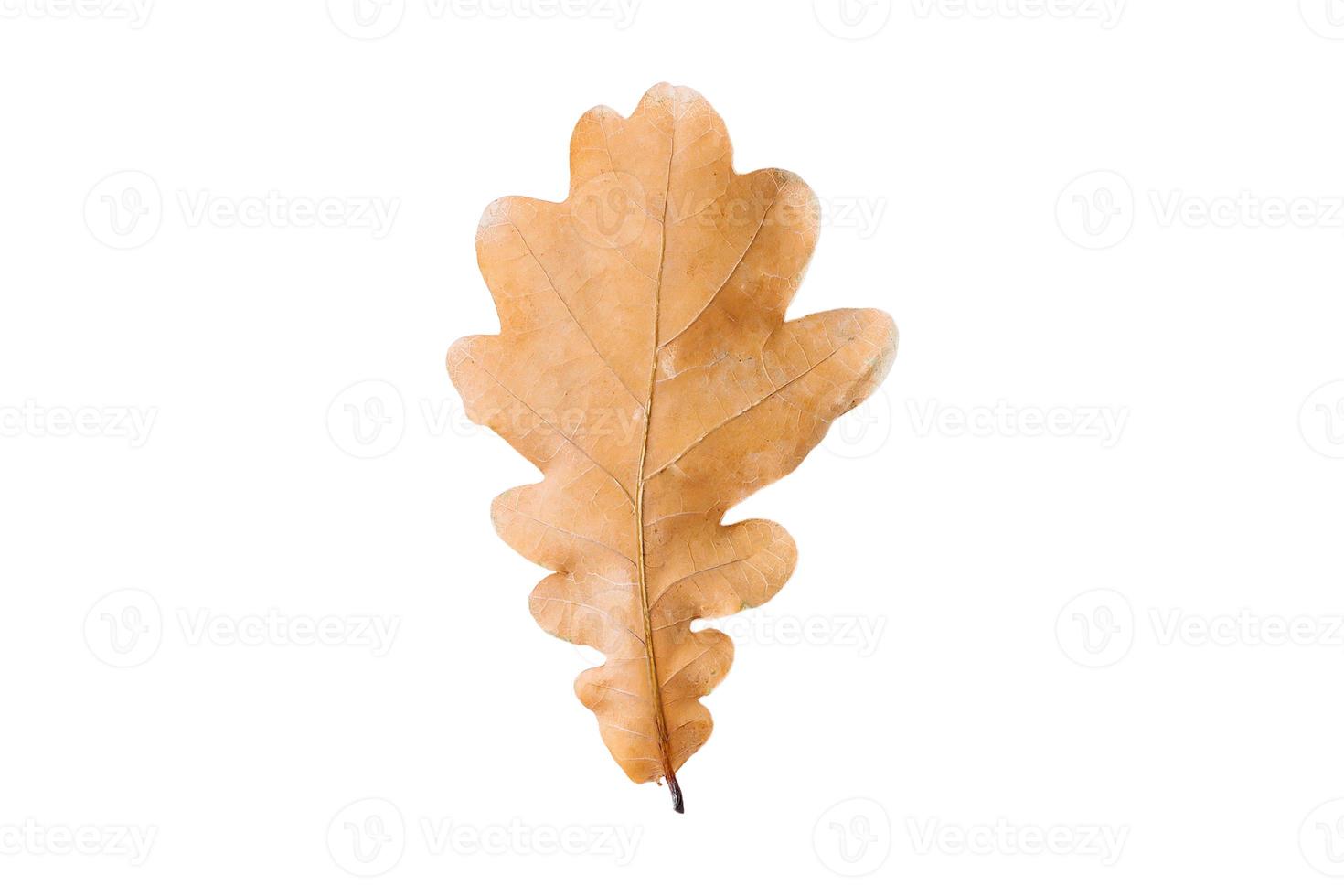 3780 Dried leaf isolated on a transparent background photo
