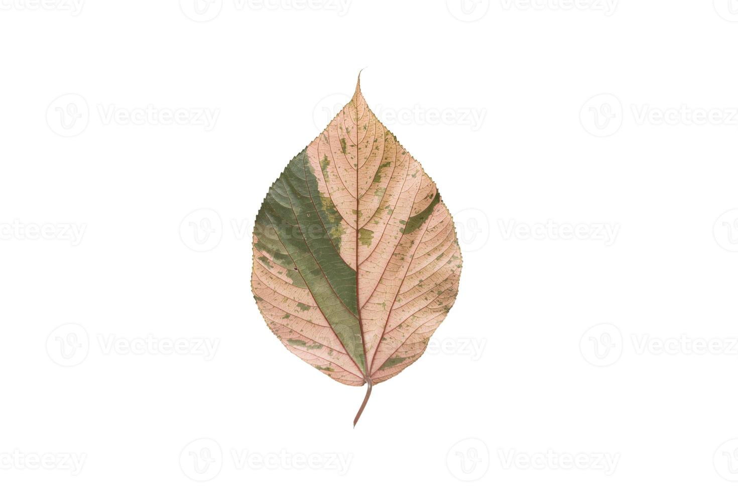 3905 Beige dried leaf isolated on a transparent background photo