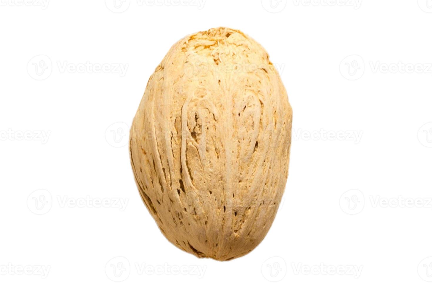 870 Beige dried seed isolated on a transparent background photo