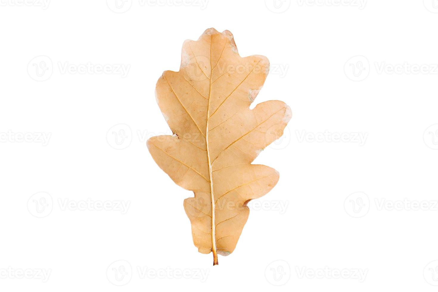 3795 Dried leaf isolated on a transparent background photo