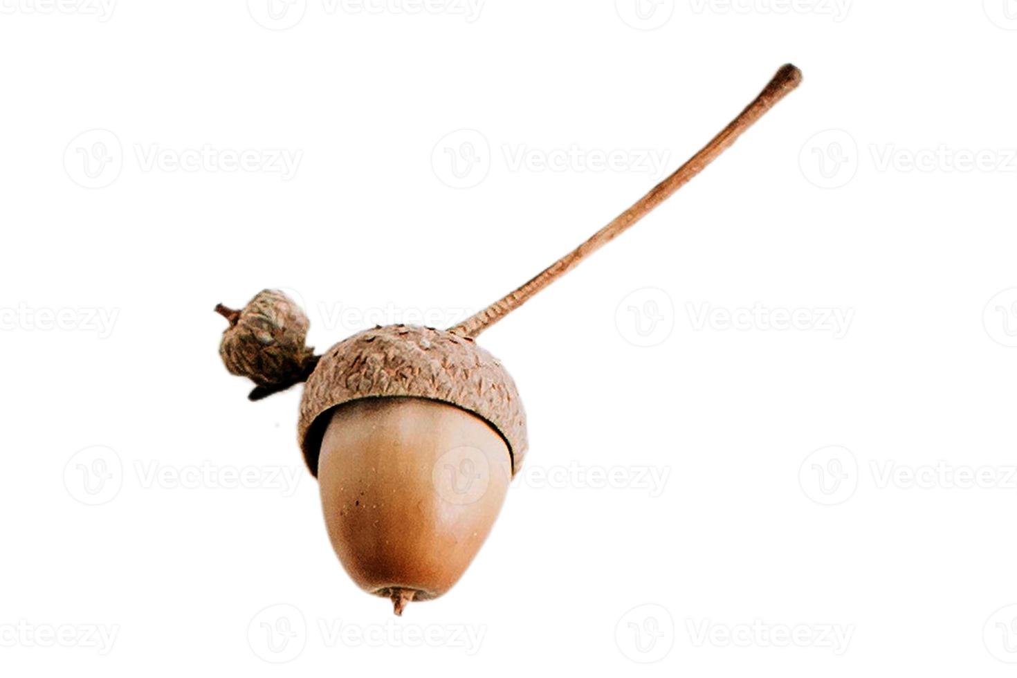 3789 Acorn fruit isolated on a transparent background photo