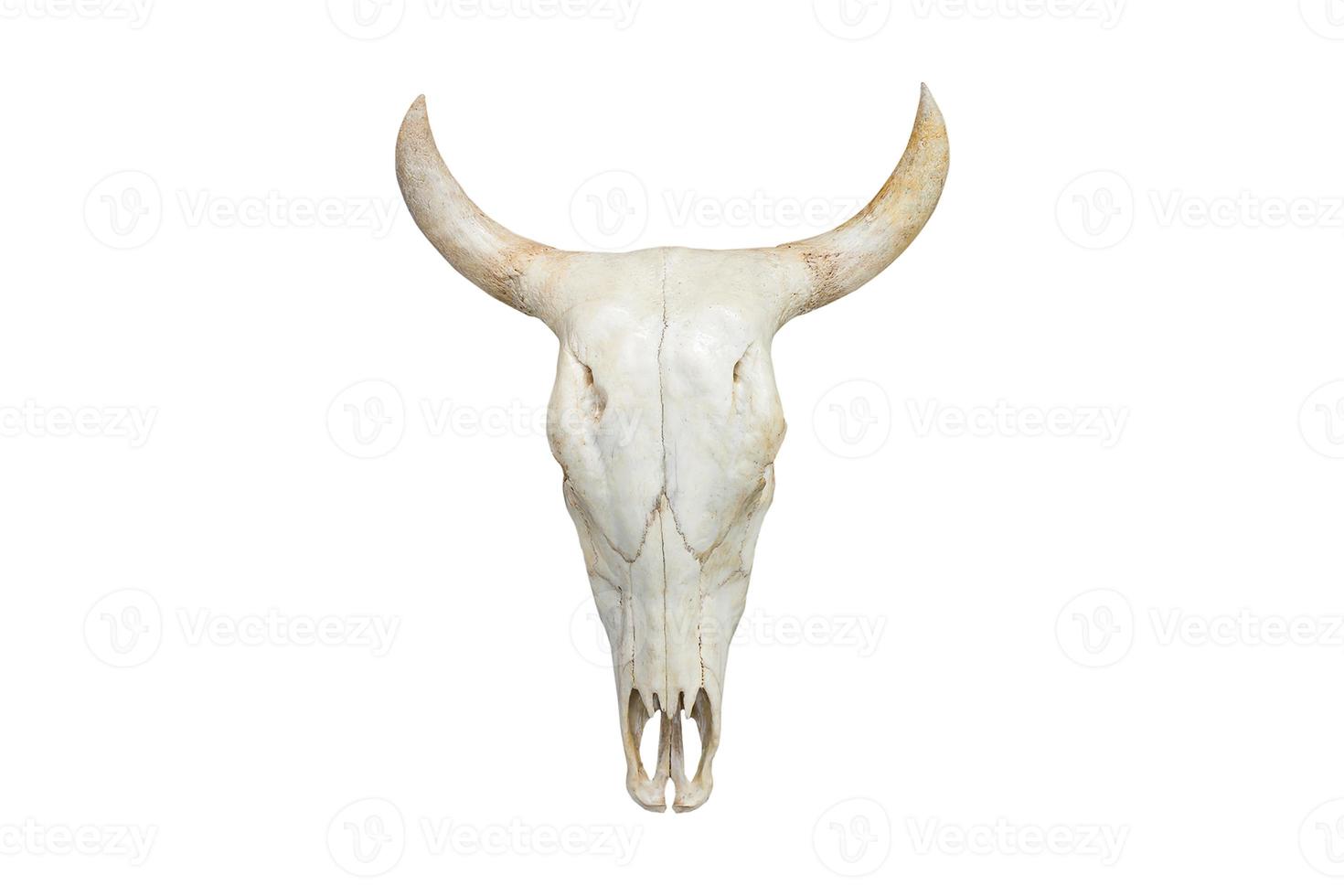 340 White boho skull isolated on a transparent background photo