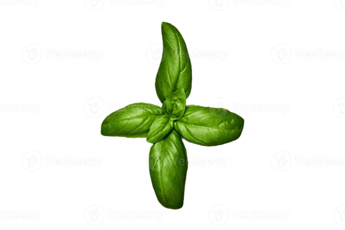 3148 Condiments fresh basil isolated on a transparent background photo