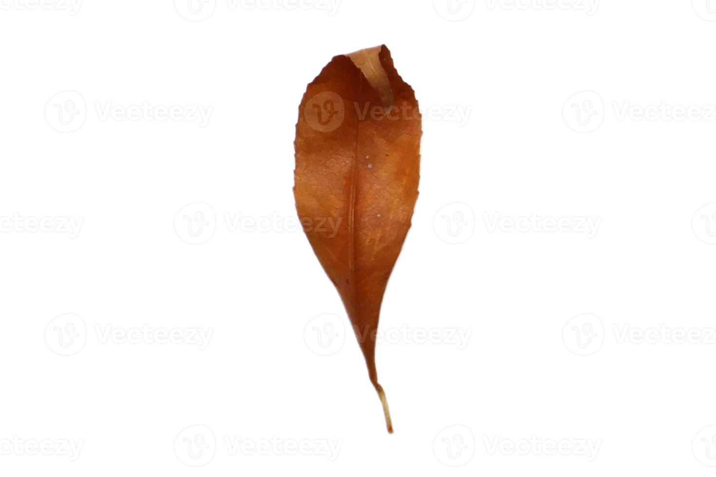 3900 Brown dried leaf isolated on a transparent background photo