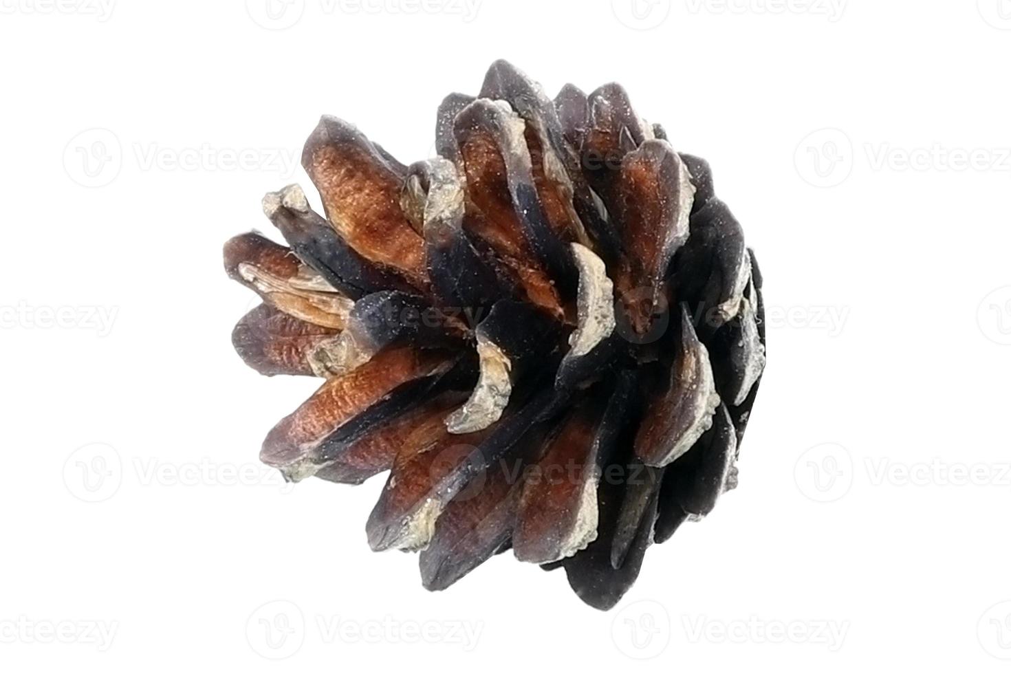 6730 Brown christmas pine cone isolated on a transparent background photo