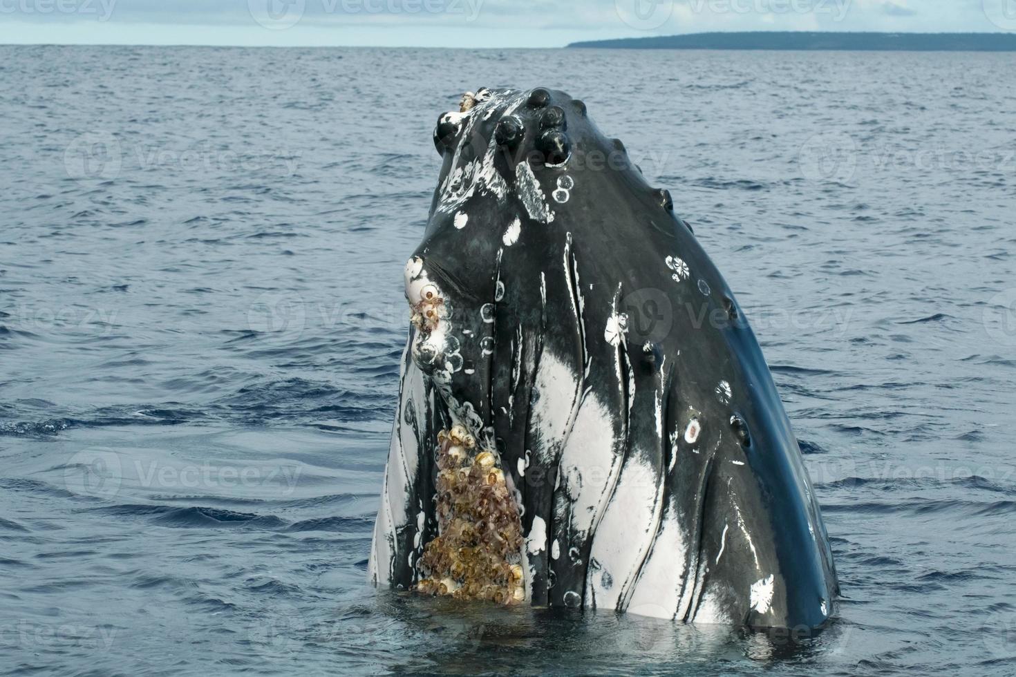 Humpback whale in Tonga, Polynesia Paradise photo