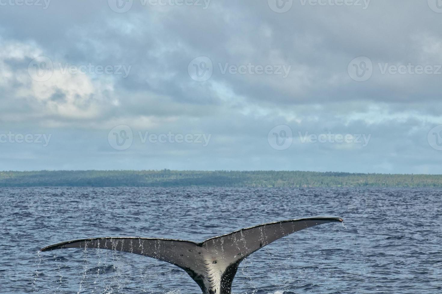 Whale Tail (Ocean Blue)