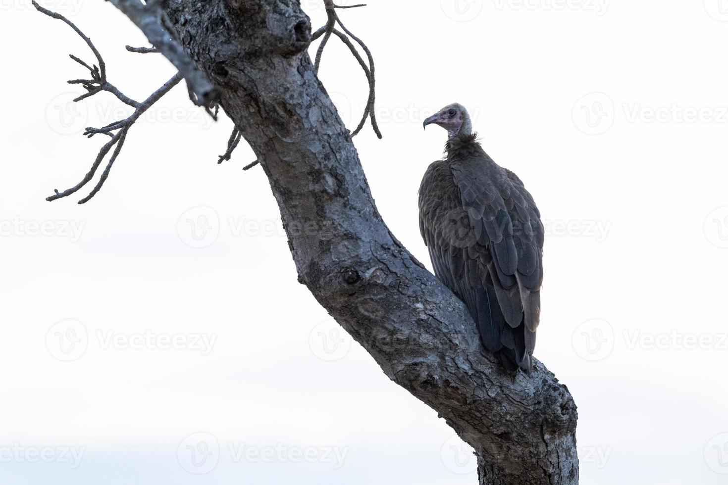 vulture on a tree in kruger park photo