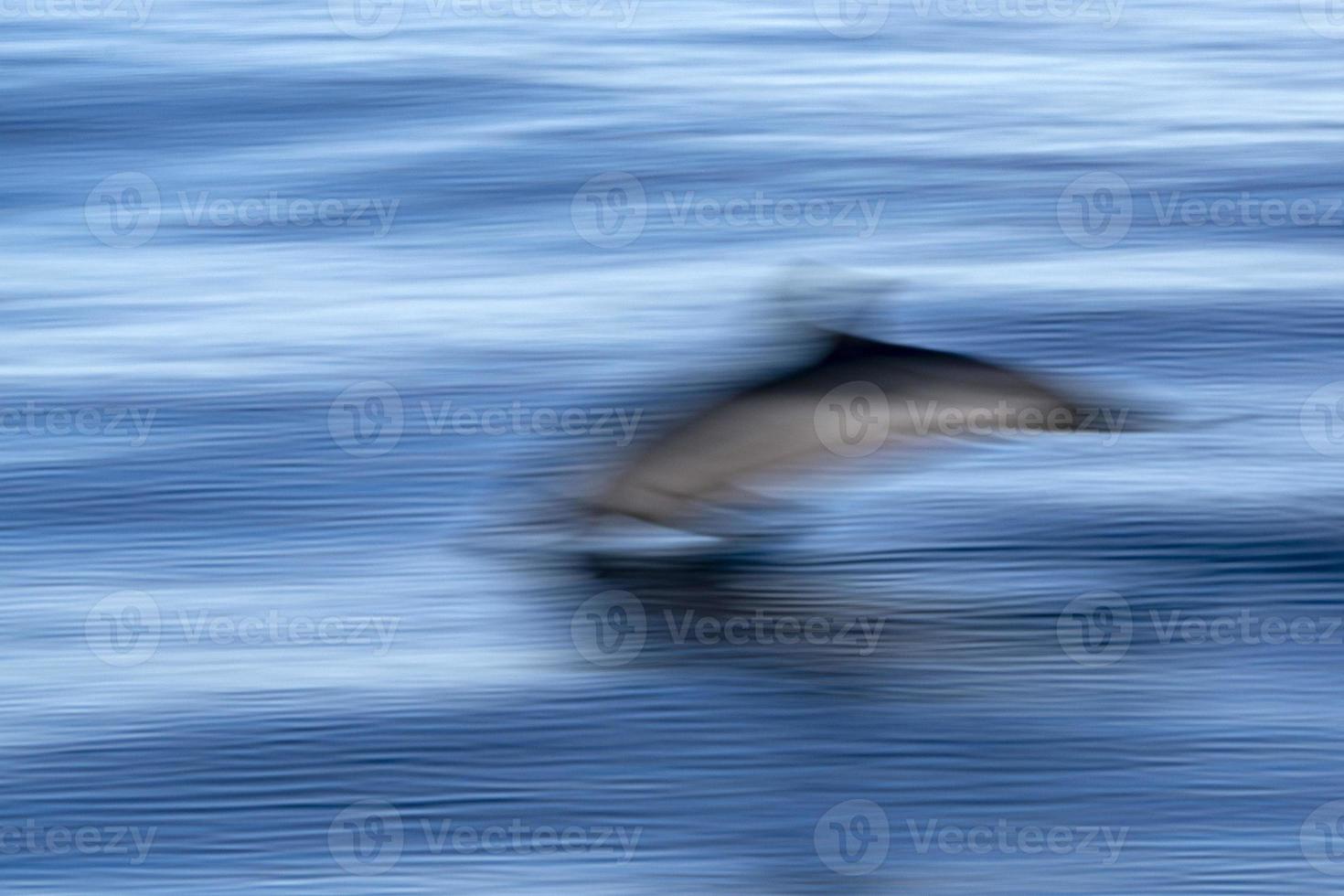 move ghost effect on striped dolphin jumpin at sunset photo