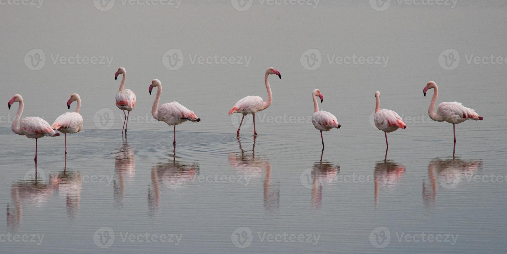 beautiful light on pink flamingo group photo