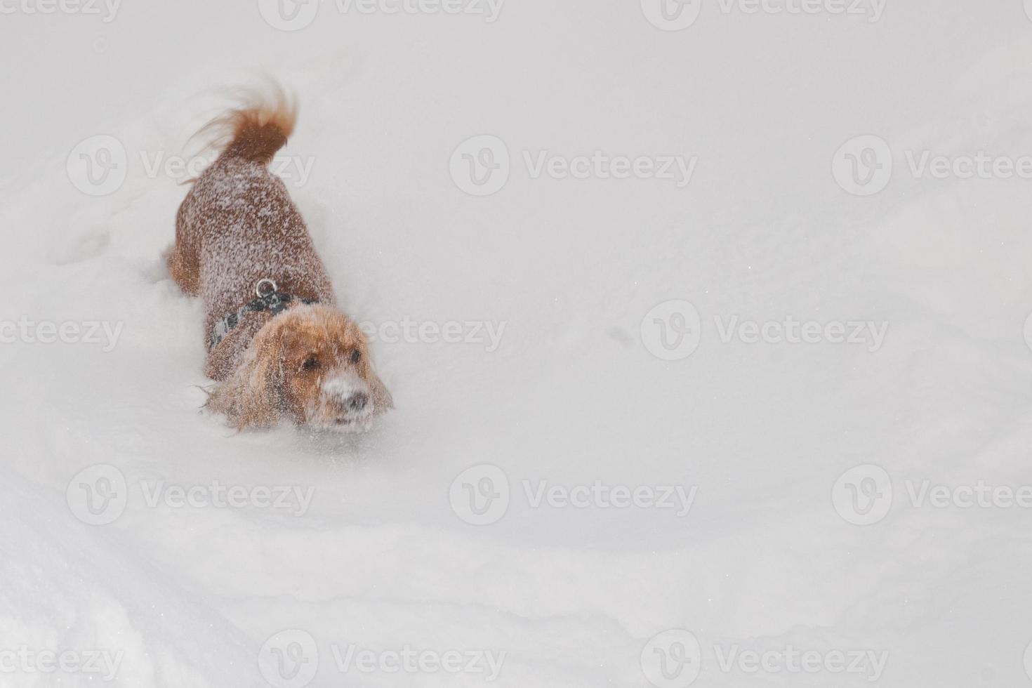 Puppy Dog while playing on the snow photo