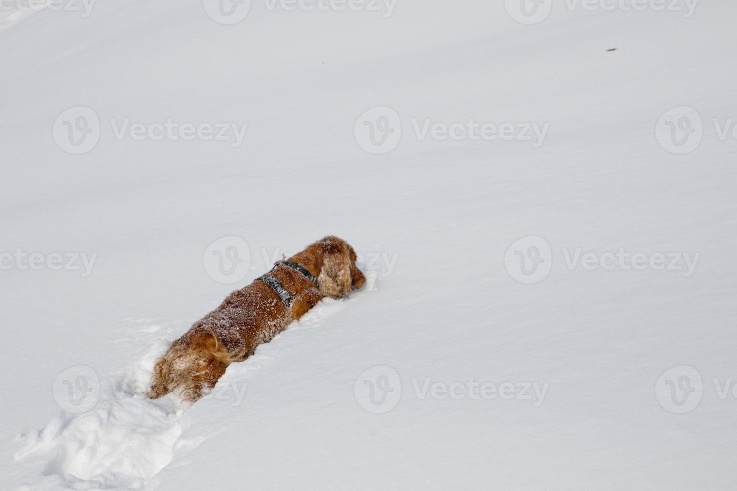 Puppy Dog while playing on the snow photo