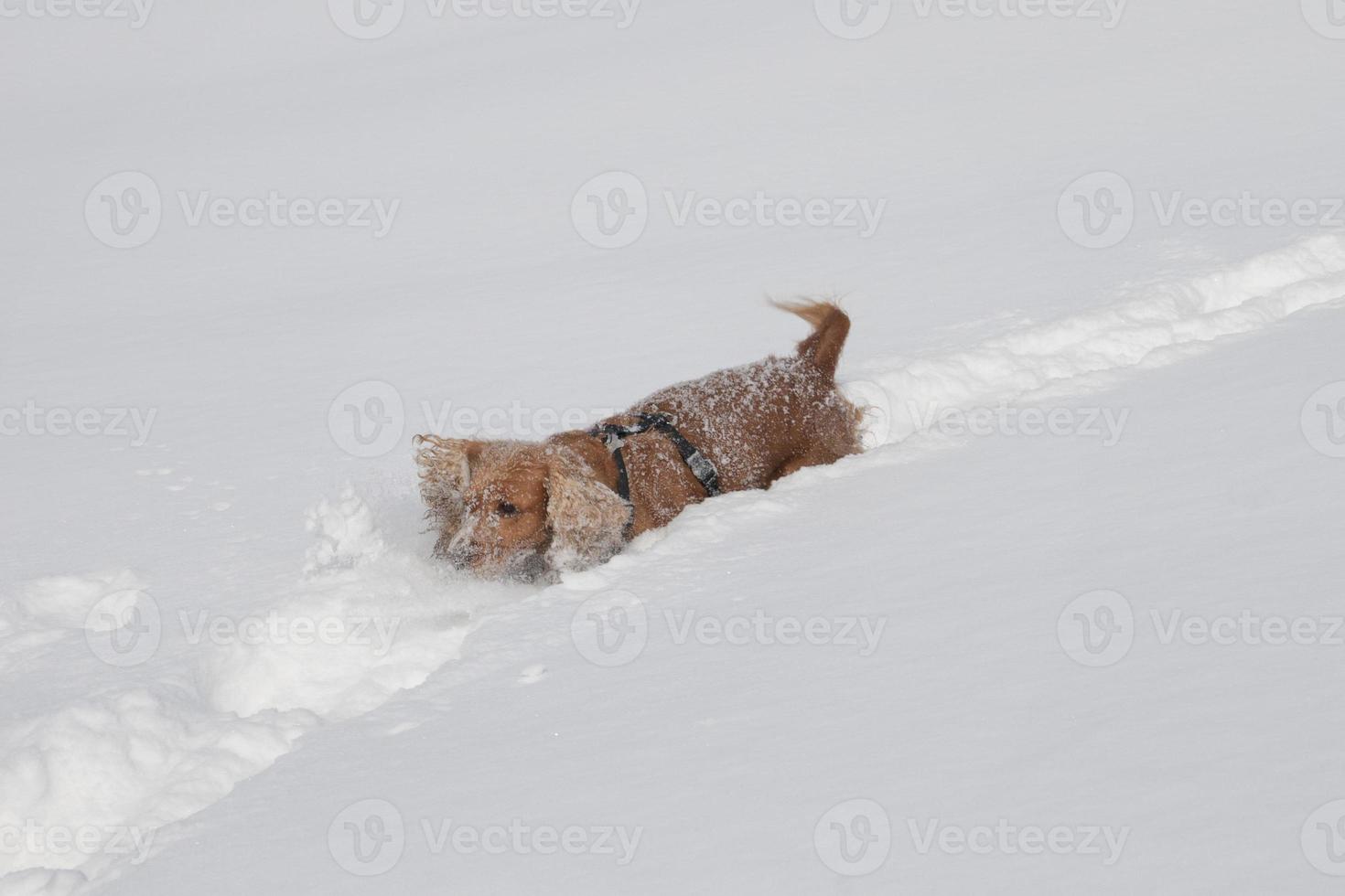 Puppy Dog while playing on the snow photo