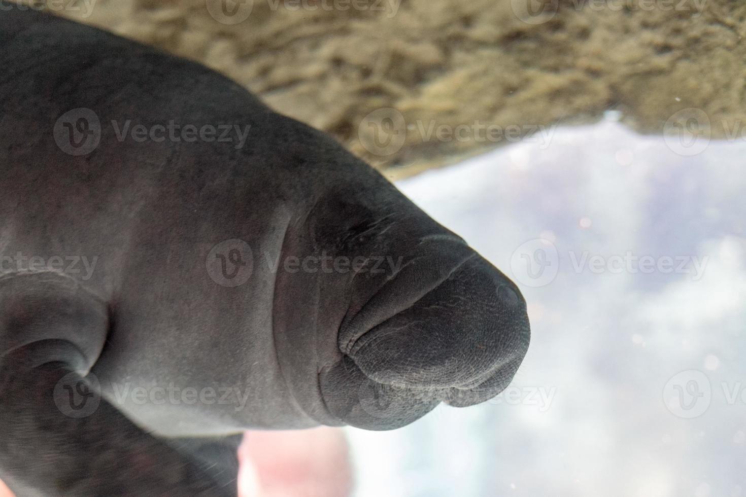 newborn baby manatee close up portrait photo