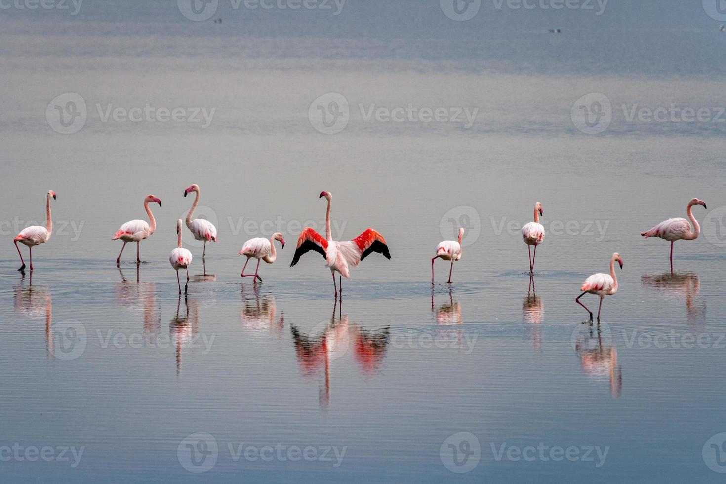 beautiful light on pink flamingo group photo