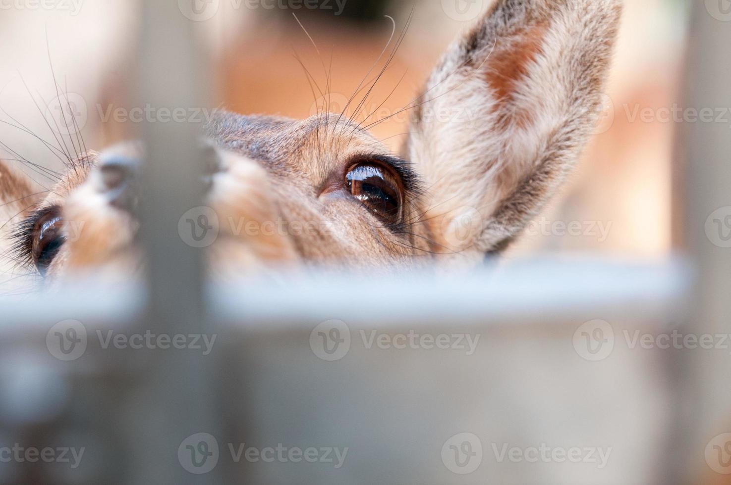 enjaulado animal ojo cerca arriba detalle de ciervo foto