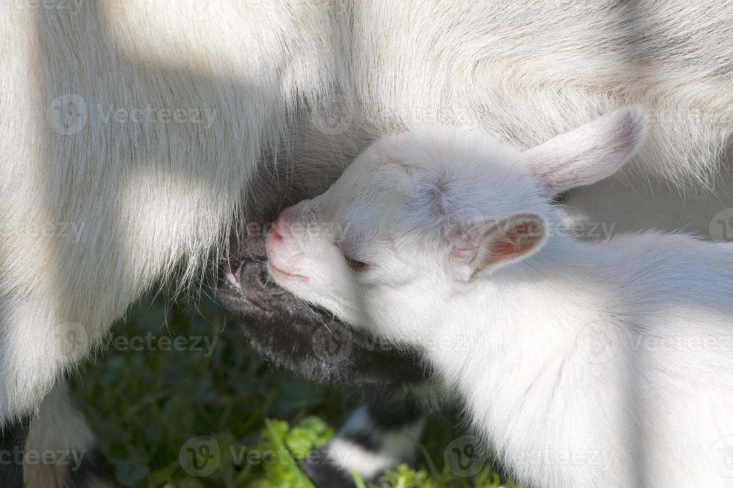 Just born white goatling nannie photo