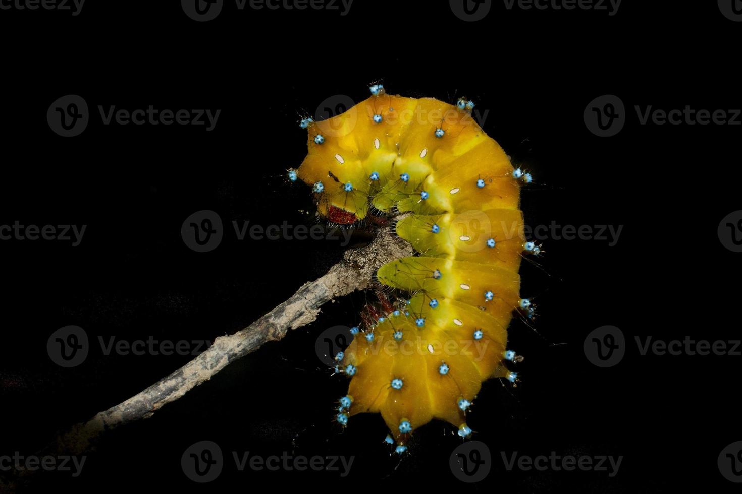 A yellow worm grub caterpillar photo