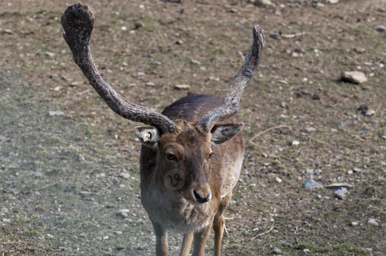 Young male mule deer photo