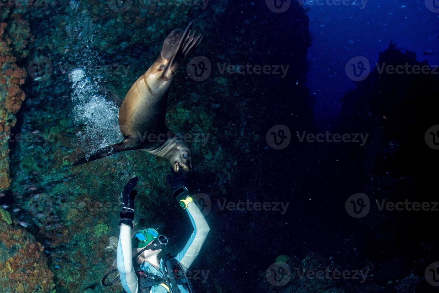 blonde woman playing with sea lion photo