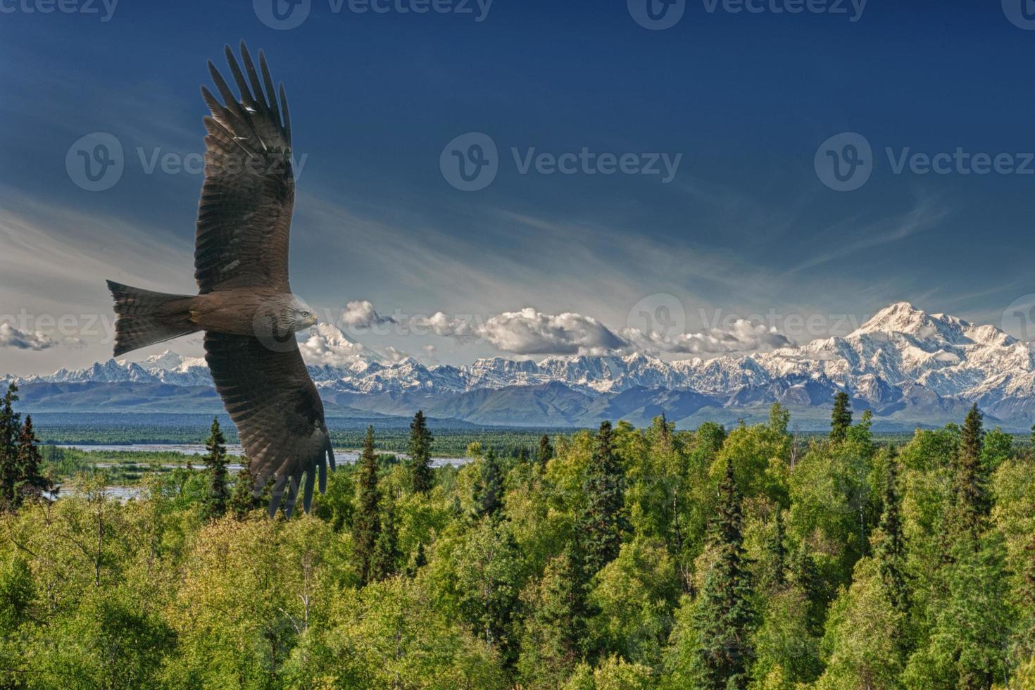 Eagle flying on Alaska Mountains background photo