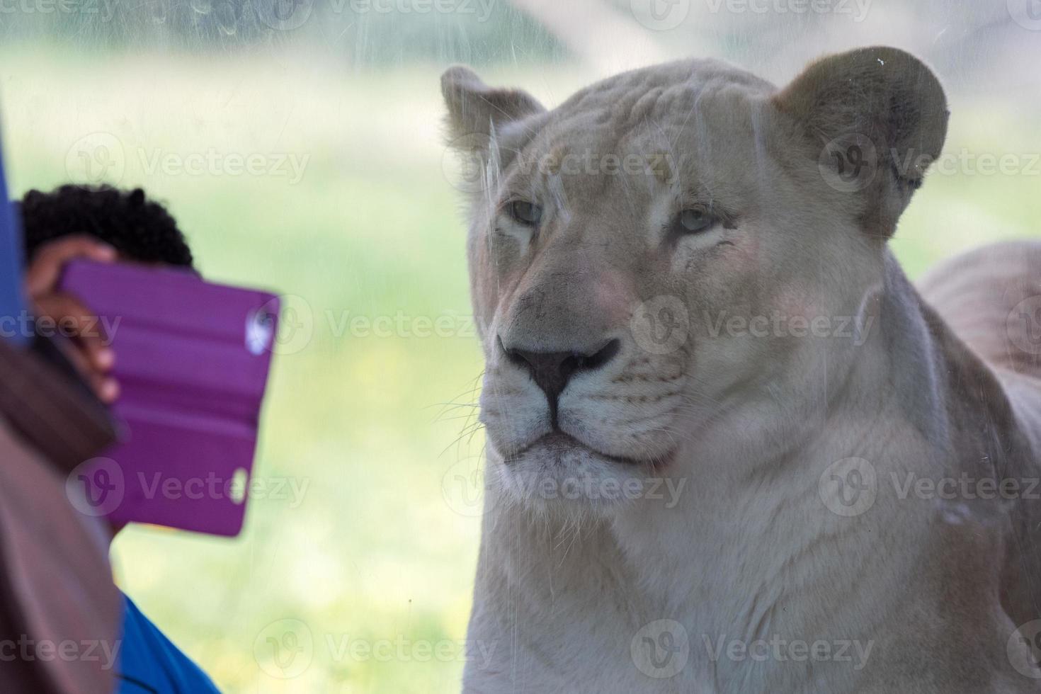 White female lion at the zoo photo