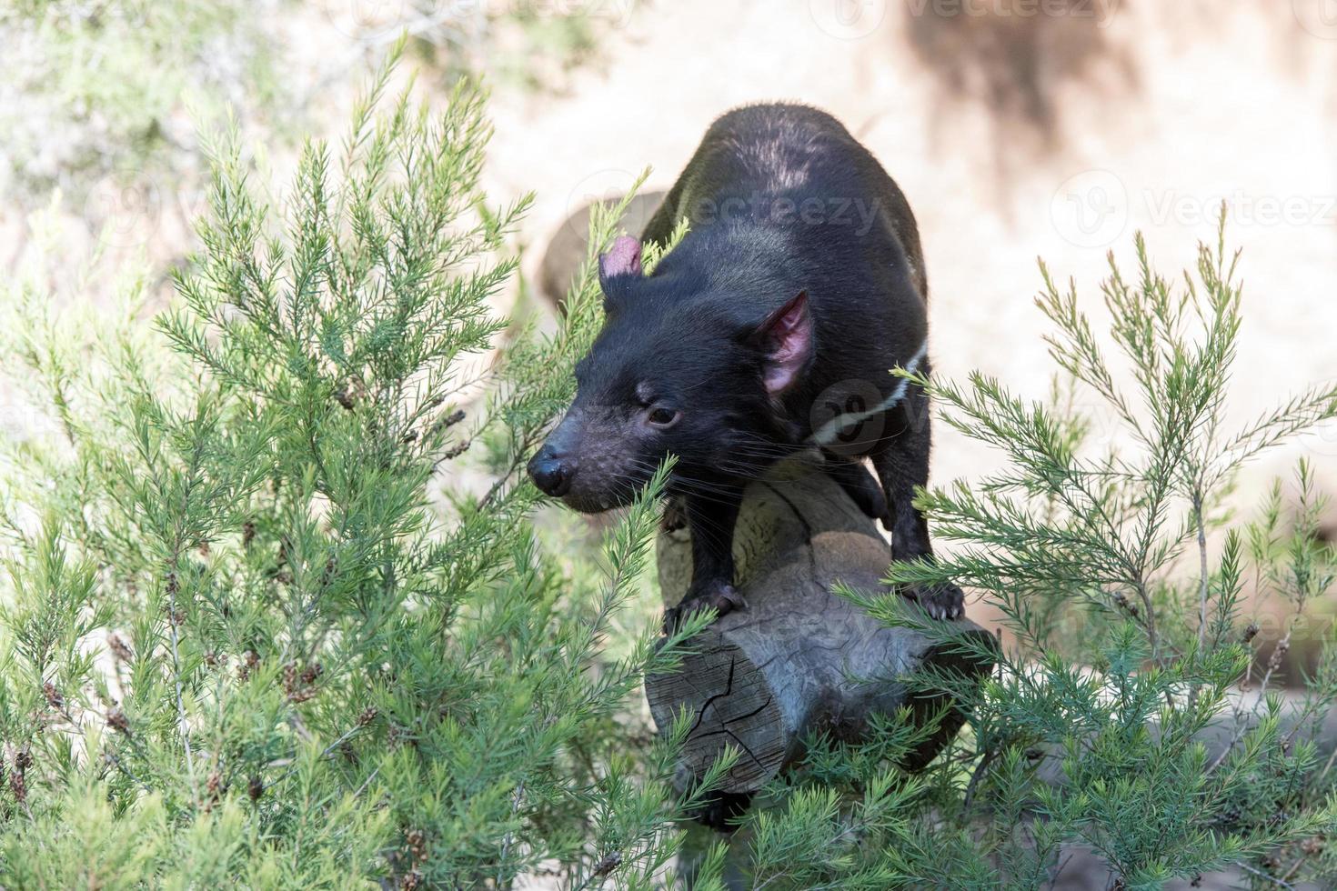 tasmania devil close up portrait photo