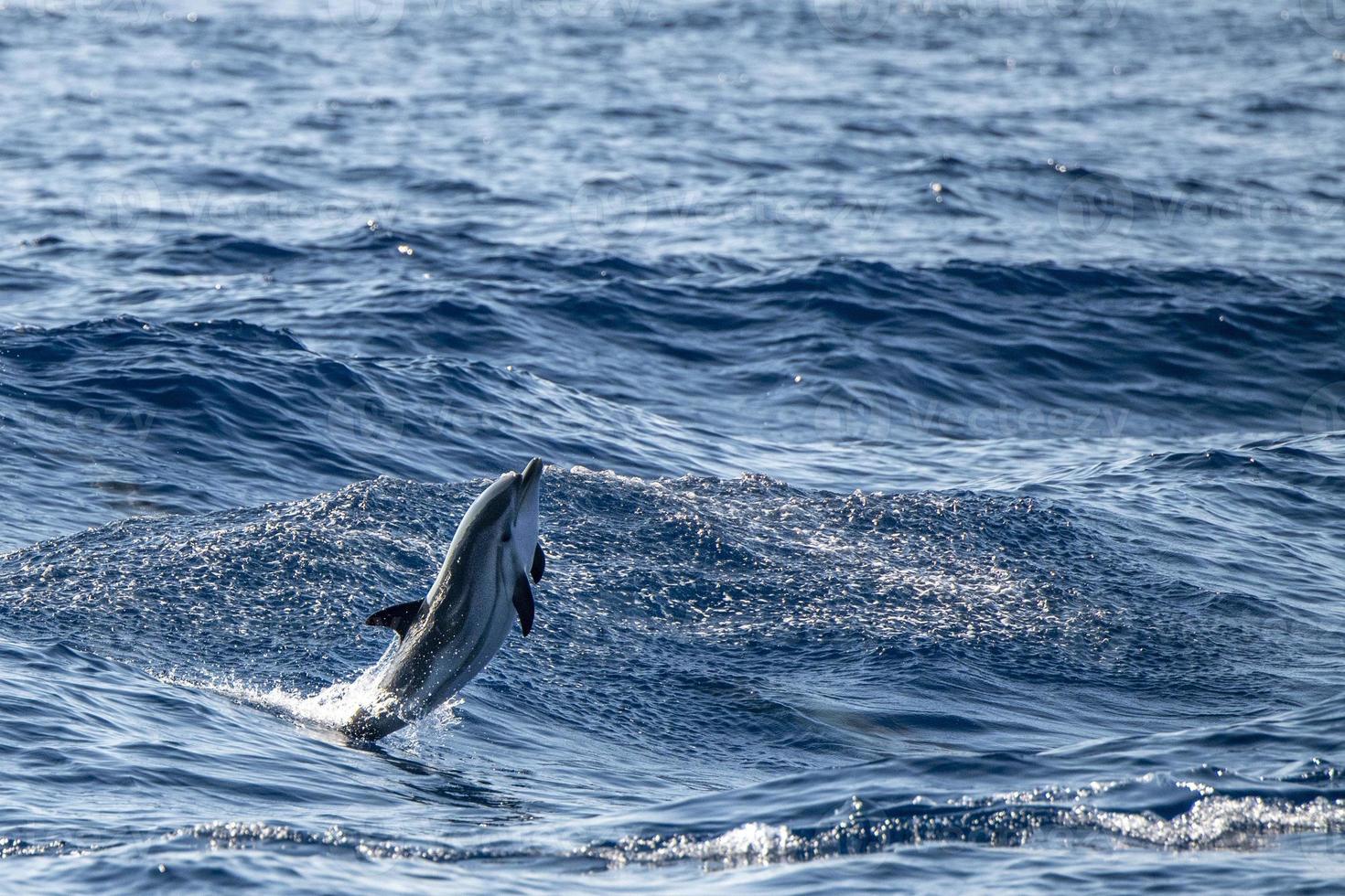 baby newborn Dolphin while jumping in the sea at sunset photo