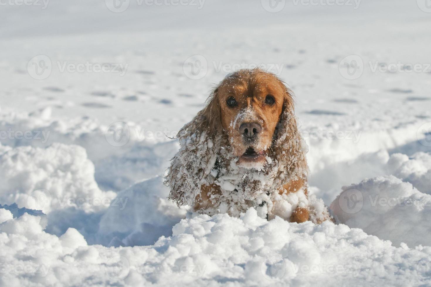 Puppy Dog while playing on the snow photo