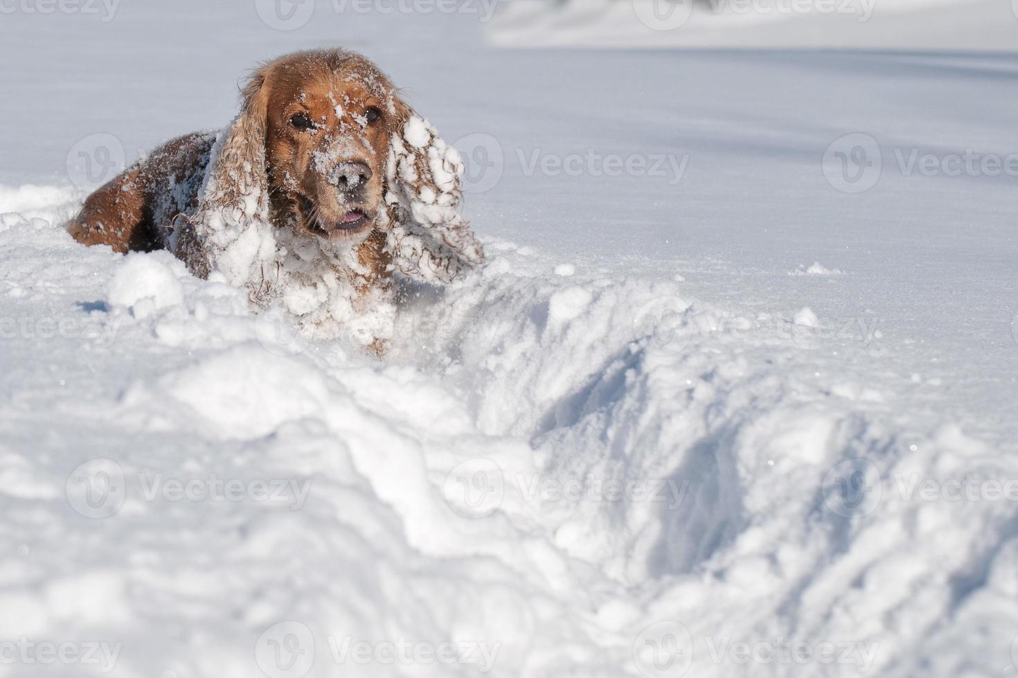 Puppy Dog while playing on the snow photo