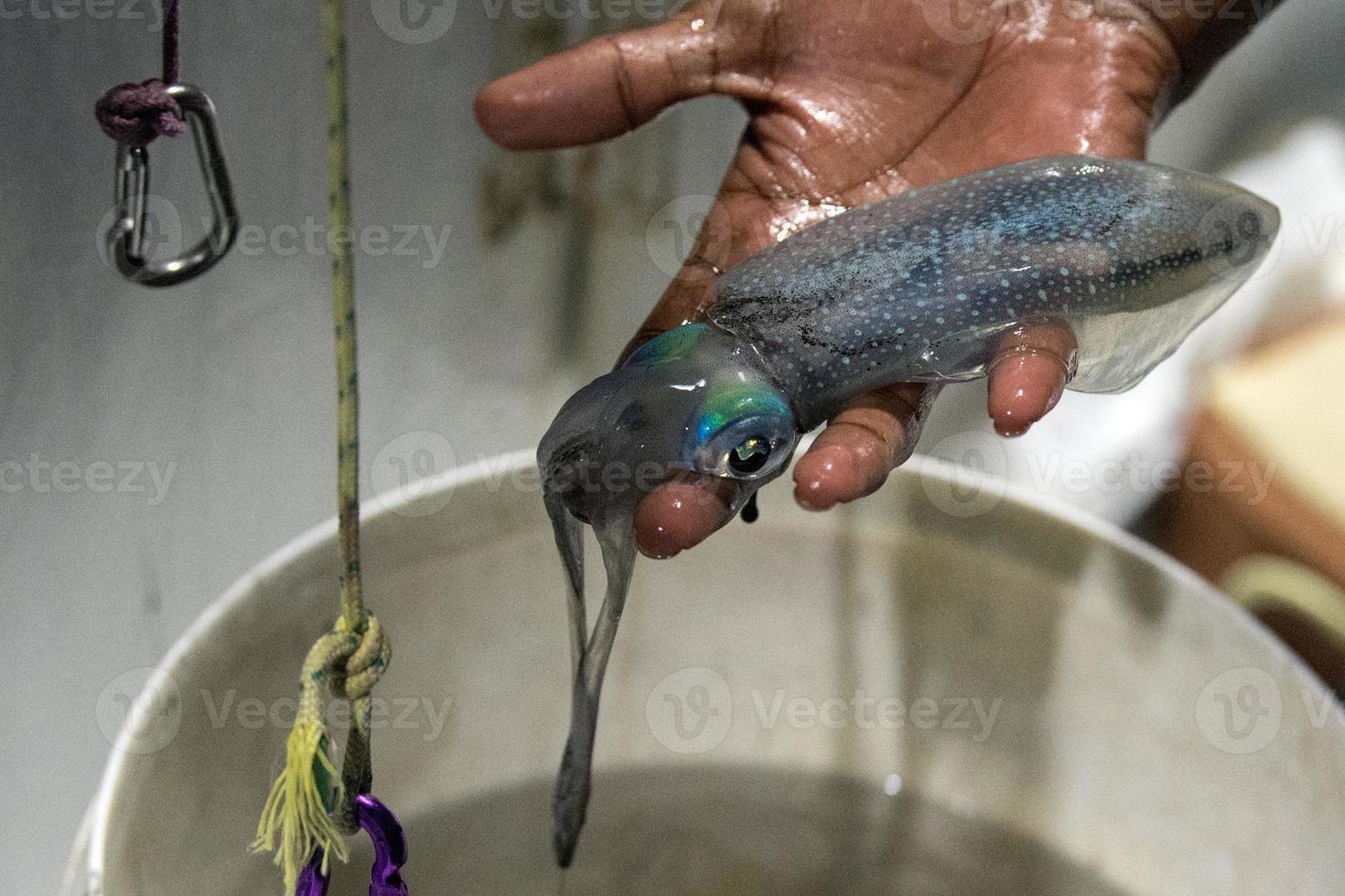 live Squid cuttlefish underwater at night photo