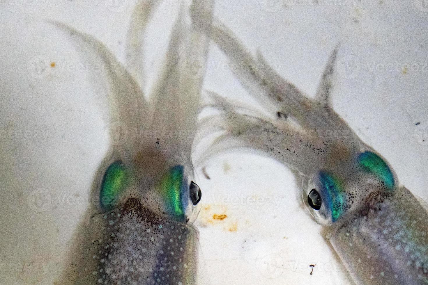 live Squid cuttlefish underwater at night photo