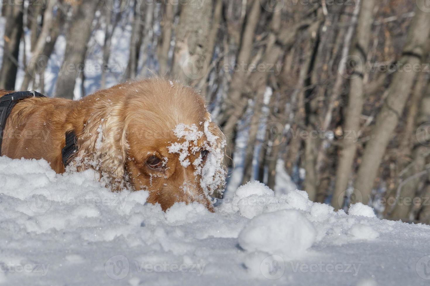 Puppy Dog while playing on the snow photo