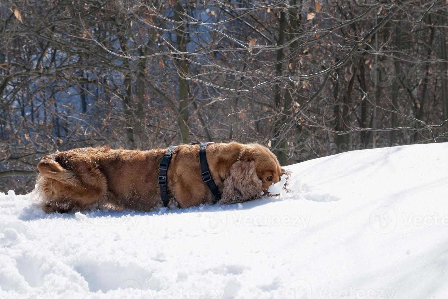 Puppy Dog while playing on the snow photo