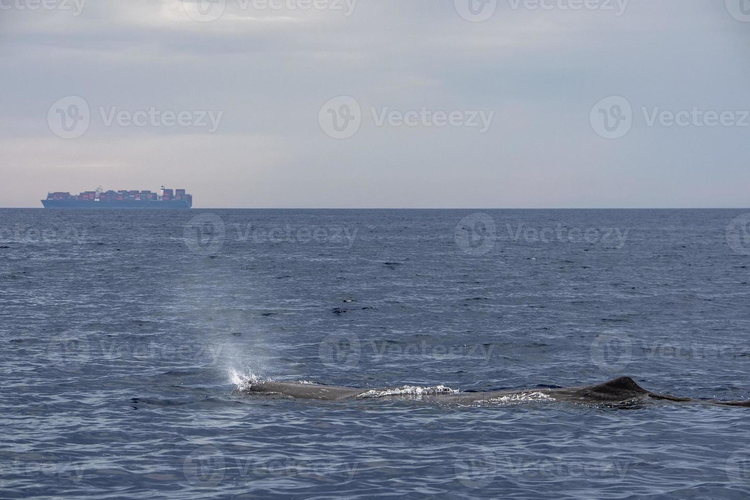 Sperm Whale at sunset in mediterranean Sea photo