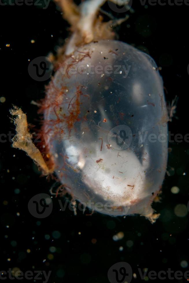 Baby newborn cuttlefish egg macro close up photo