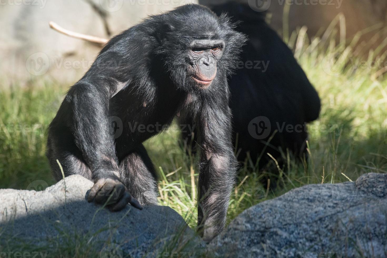 bonobo chimpanzee ape portrait close up photo