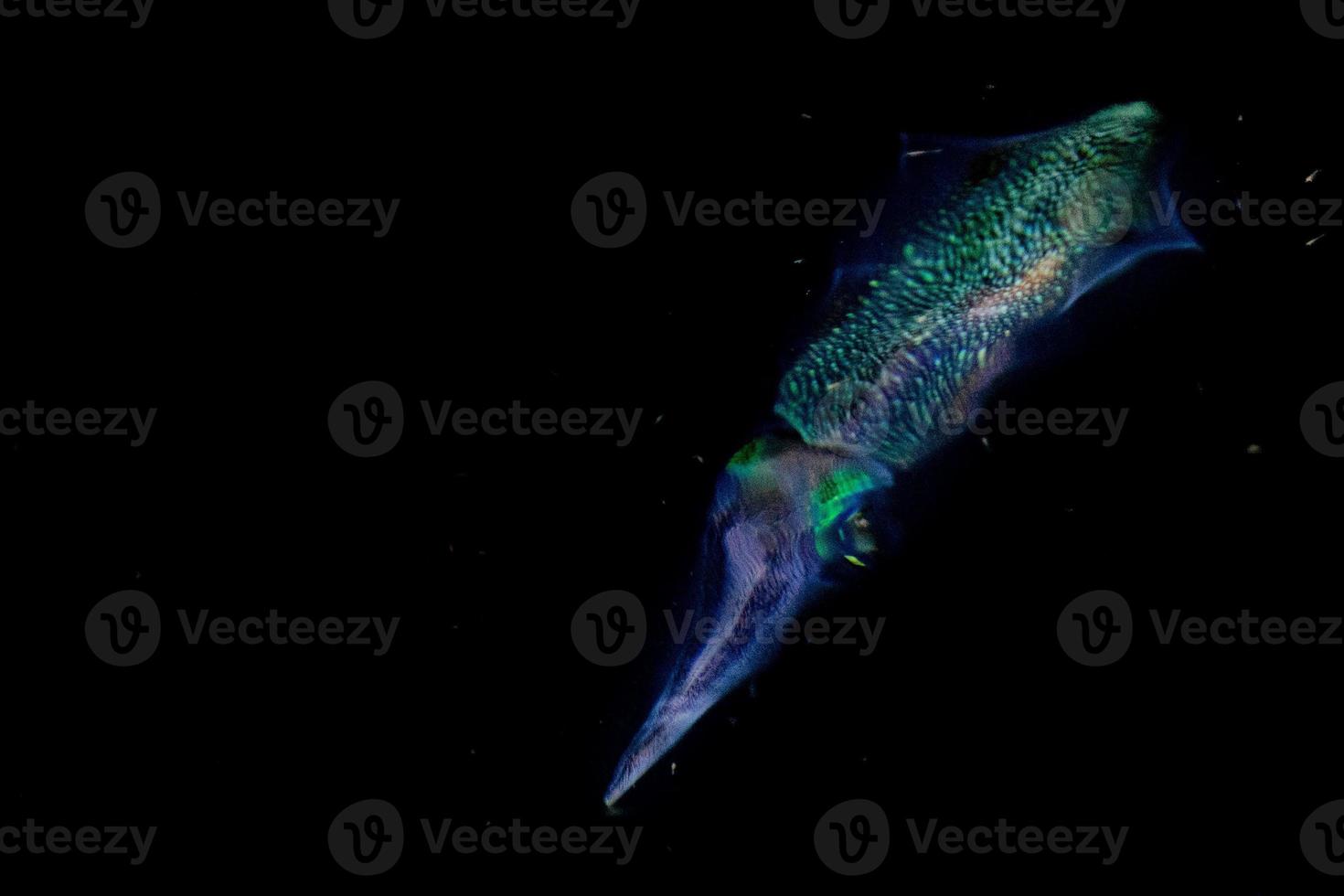 Squid cuttlefish underwater at night photo