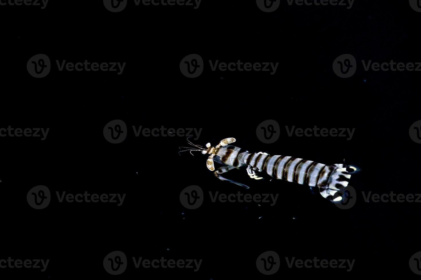 White lobster while hunting on black sea at night photo