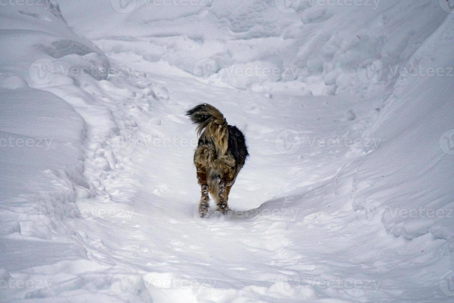 retrato de perro en el fondo de la nieve foto