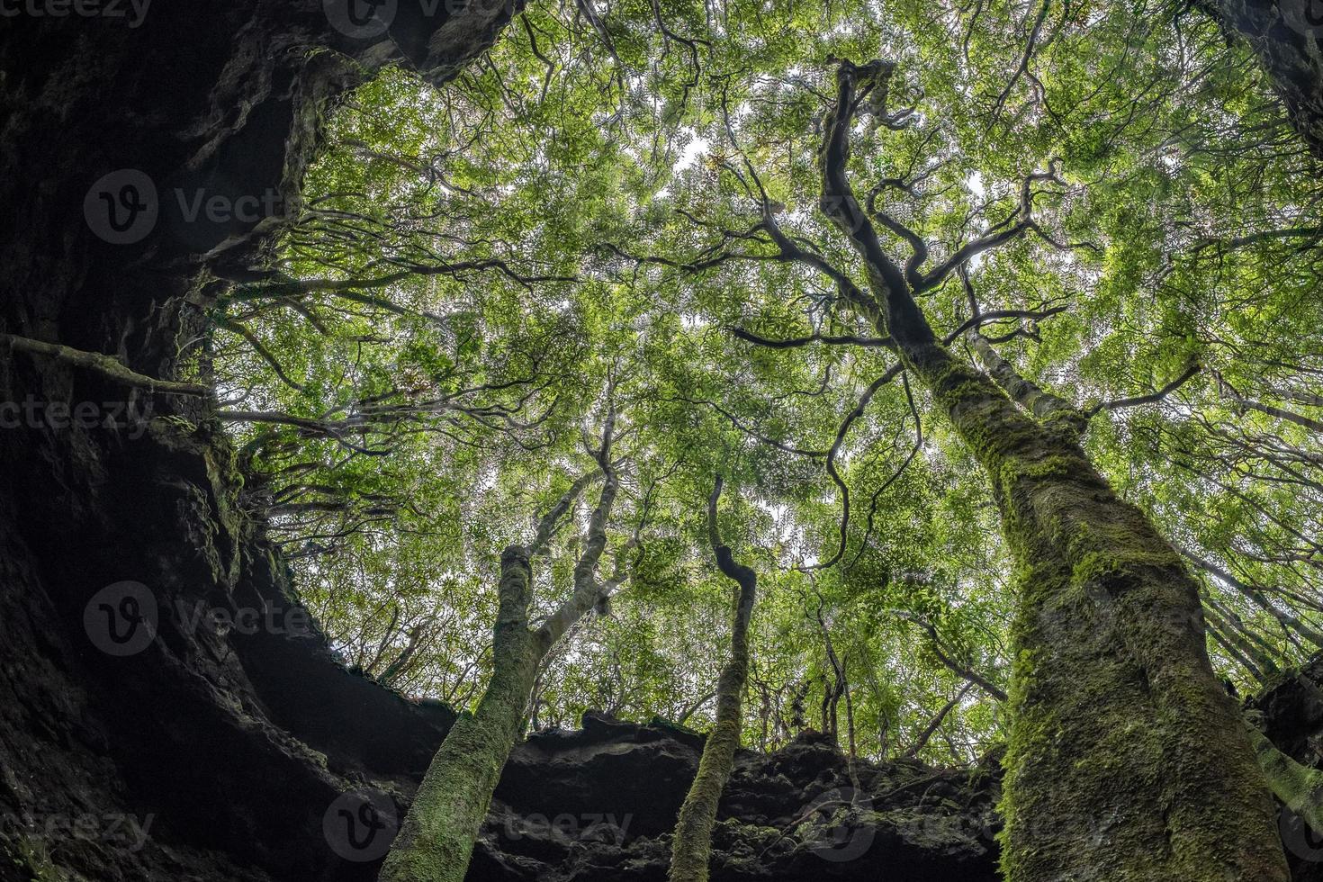 tree of life branches twisting together photo