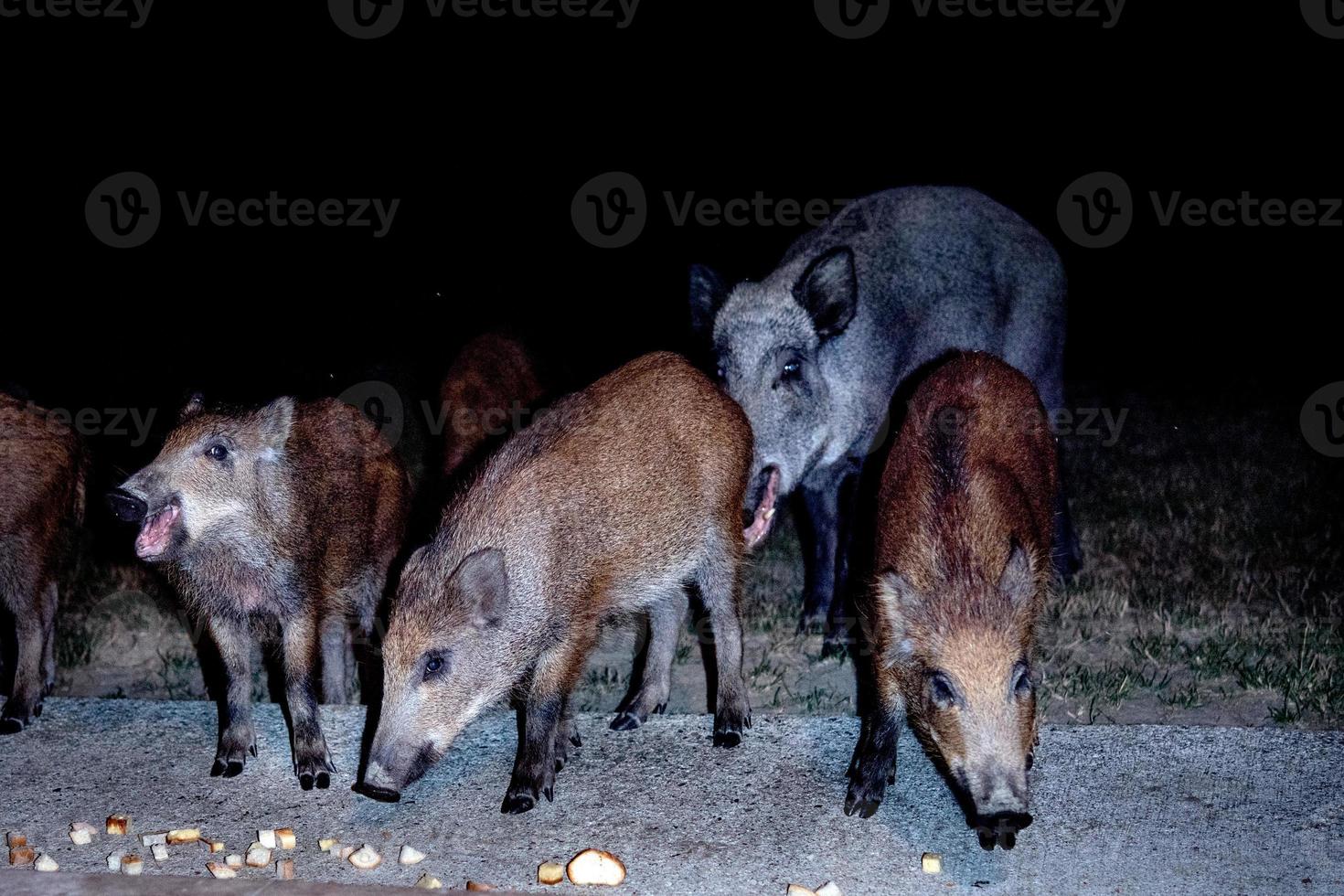 newborn puppy young wild boar eating bread at night photo